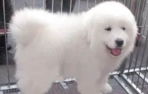大白熊犬冠狀病毒需要禁食嗎