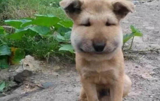 狗狗有眼屎正常嗎