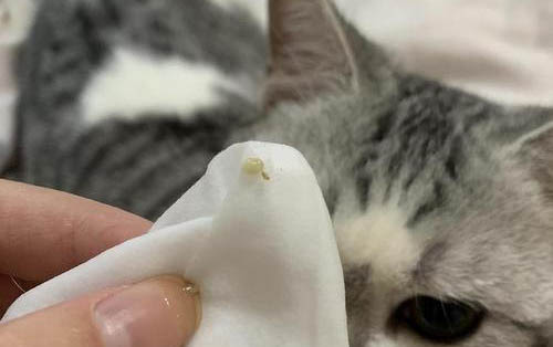 小貓咪有跳蚤怎么辦用什么藥