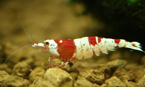 水晶蝦可以和燈魚一起養嗎？