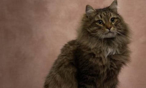 西伯利亞貓好養嗎