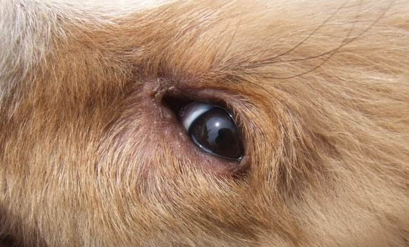 狗狗一直拉黃稀糊狀,臭