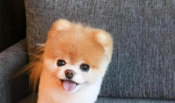 狗狗拉肚子怎么辦好