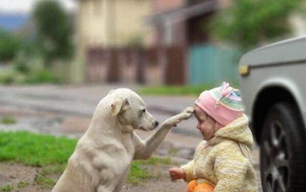 狗狗犬瘟幾天過危險期