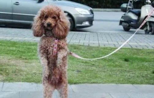 泰迪腸胃炎多久能好