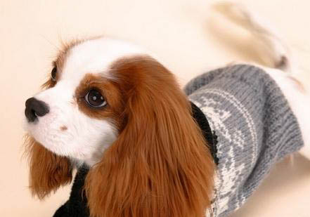 田野小獵犬機靈嗎