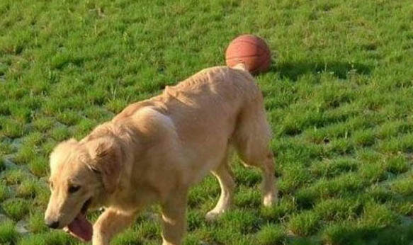 大型犬都有哪些品種？