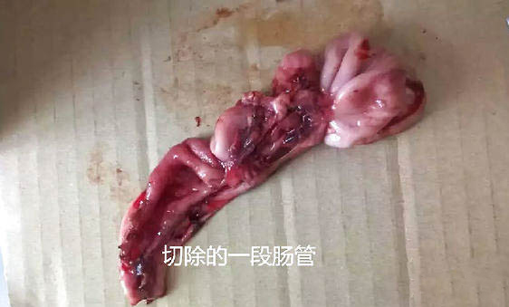 泰迪能不能吃芒果