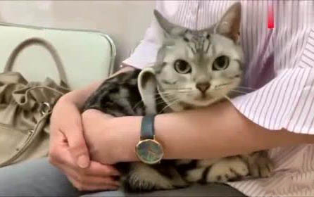 貓后腿無力走路搖晃