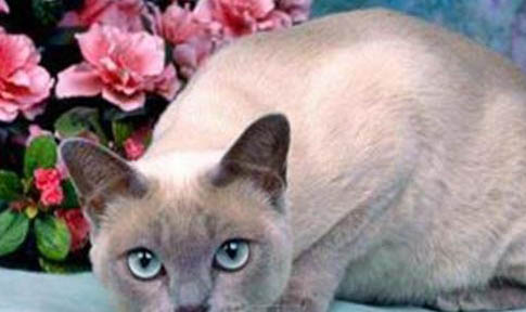 東奇尼貓性格特點(diǎn)是怎樣的