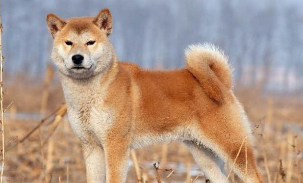 如何訓練柴犬