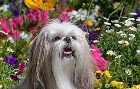 西施犬造型如何設計