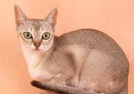 新加坡貓吃了布洛芬多久中毒