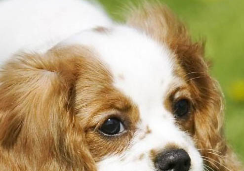 西班牙小獵犬脾臟大的原因及處理方法