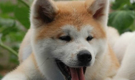 花生狗狗可以吃嗎