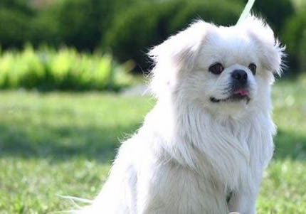 西藏獵犬老喝水是什么原因