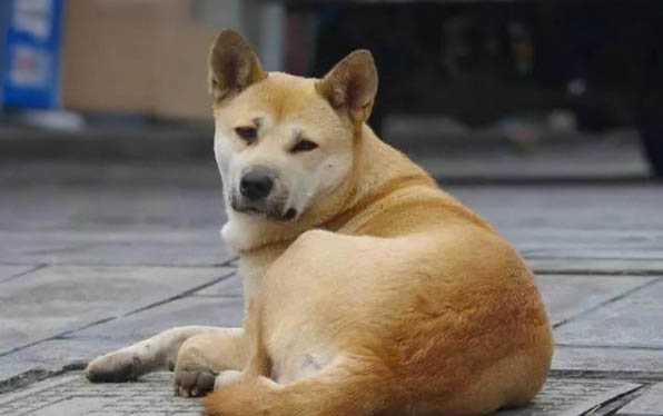 狗狗體檢大概多少錢