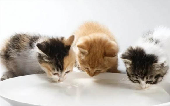 小貓能吃韭菜嗎