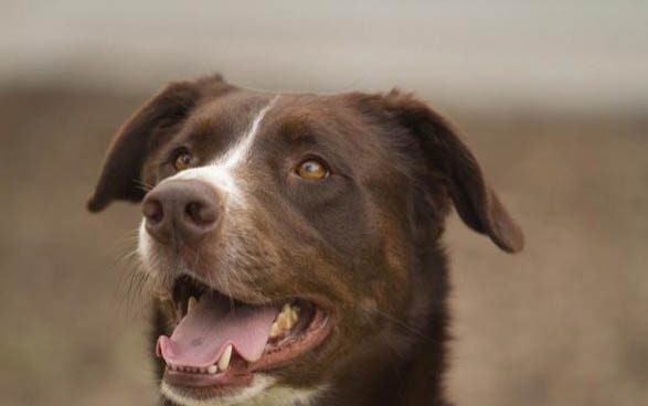 比特犬體重是多少