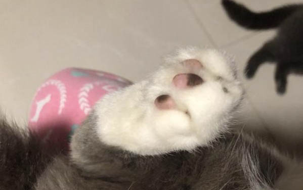 貓咪發燒什么癥狀