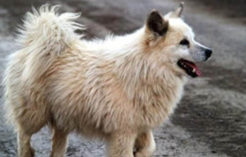 德國牧羊犬的原產地在哪里