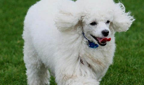 成年貴賓犬多久驅蟲一次