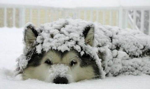 神經性犬瘟狗狗能支撐多久
