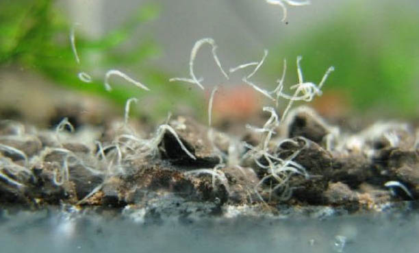 斑馬魚多大的產卵