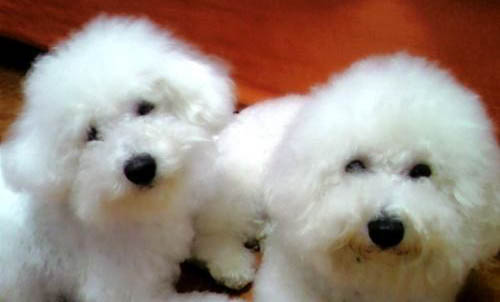 卷毛比熊犬訓練技巧