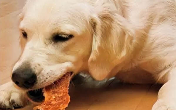 狗懷孕生小狗之前征兆