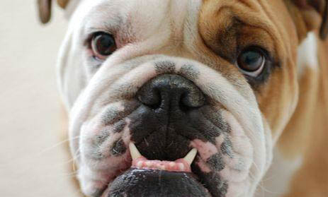 斗牛犬好養(yǎng)嗎? ?