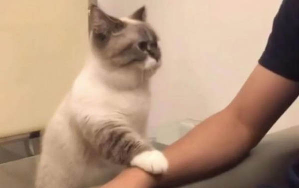 小貓可以洗澡不?