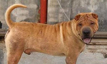 沙皮狗適合家養嗎