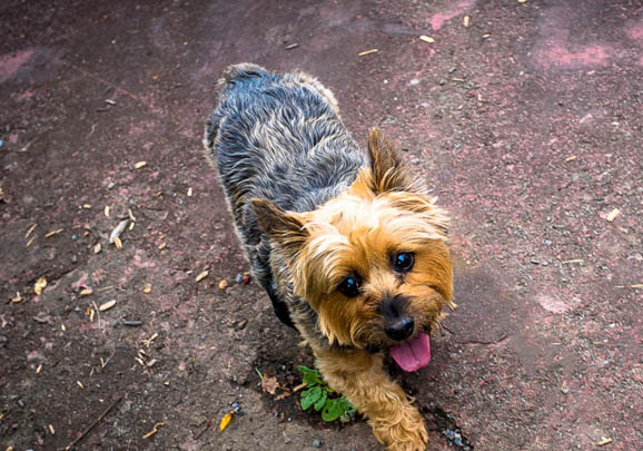 澳大利亞牧羊犬眼睛有眼屎是什么原因引起的