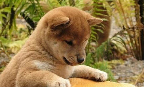 柴犬胎毛要多久換完