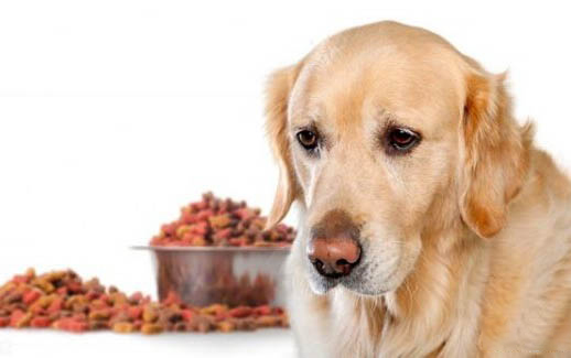 白色短毛大型犬品種大全圖片