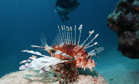 紅綠燈魚能和哪些魚混養