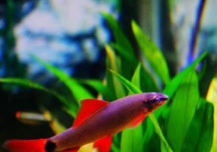 彩虹鯊魚和什么魚混養(yǎng)