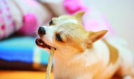 吉娃娃和小鹿犬怎么區別