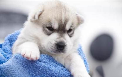 如何判斷狗狗是不是得了犬瘟病毒