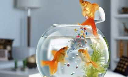 魚缸多久換一次水