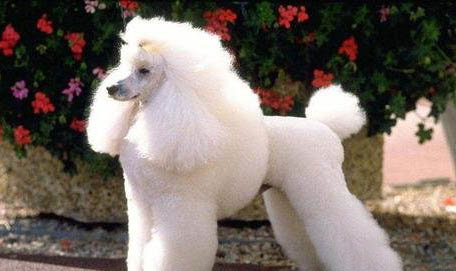 貴賓犬多少錢一只