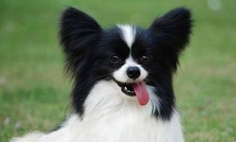 蝴蝶犬的智商高嗎