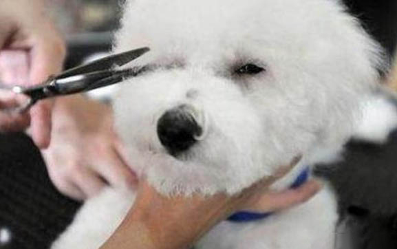 博美犬和比熊犬哪個好養