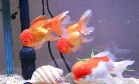 金魚兩天不喂會不會餓死
