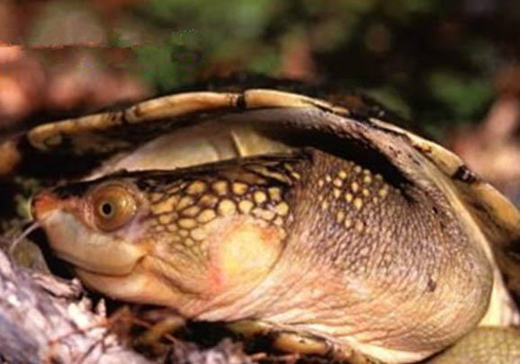 西非側(cè)頸龜和黃頭側(cè)頸龜可以混養(yǎng)嗎