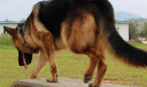 蘇格蘭牧羊犬修剪毛發(fā)