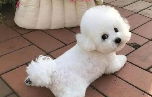 比熊吐黃水有泡沫不臭的原因及處理方法