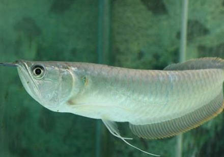 銀龍魚和鸚鵡魚混養(yǎng)怎樣控制水溫