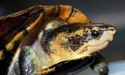 寵物龜醫院護理方法